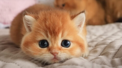 💗Sell Pets and PROVE MOM WRONG! [NEW]