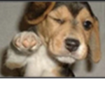 Only dogessss