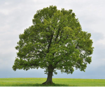 Tree help