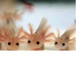 THE GROUPS OF THE AXOLOTL