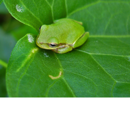 Frog Line Runner