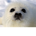 Harp Seal Pup Lovers!