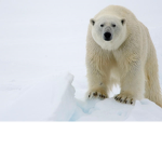 Polarbear Express