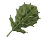 leaf.png
