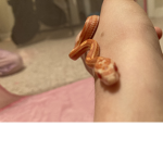 Reptile help and anti abuse!