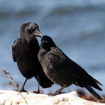 Bird watching