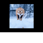 Snowy cult group