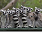 Join if you like Lemurs or Floopas