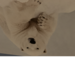 Polarbear united