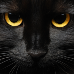 Cats of Shadowclan