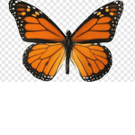 Butterfly army :> REEEEEEE