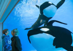 seaworld orlando stadium studios