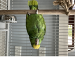 double yellow headed Amazon