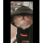 $~TRAPTOBER-$