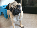 Pug’s family with pugs