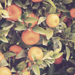 •Clementine•