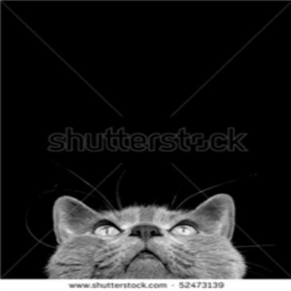 cat Roblox decal