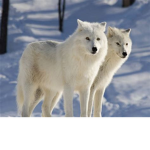 Wolf People Clan