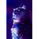 Royalty Cat's