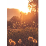 sunshine.xo