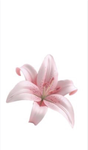 Lily's petals