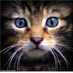 Love Animals <3