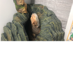 bearded dragons only!
