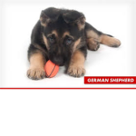 PUPPY LOVERS!!! <3<3<3<3<3<3