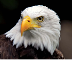 Biggest bird club