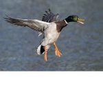 ducks learn to FLY