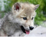 girls slay like wolves!