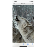 Wolfs!!