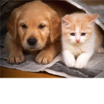 We love cats and dogs