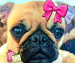 We love pugs that slay