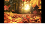 Fall fun