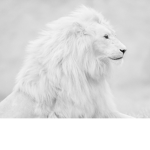 الاسد الابيض