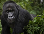 TRIBE OF THE MIGHTY GORILLA FANS