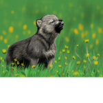 cute wolfy pup squod:3