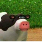 i Wild cows !