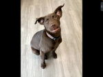 dogs slayyy!