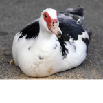 The Chunky Ducks