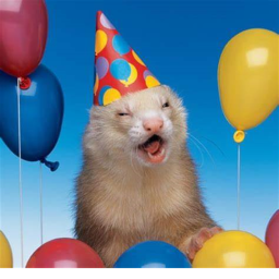 Ferret Hangout