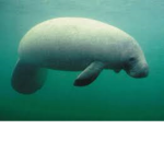 The Manatee Hub