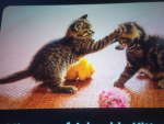 Katzen Gruppe cool