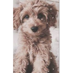 Fabulous puppies