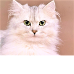 Cat's Group.