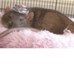 Aesthetic rats ONLY