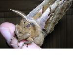 Moths to be praised