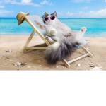 The kittys way of truth