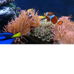 Group darwin